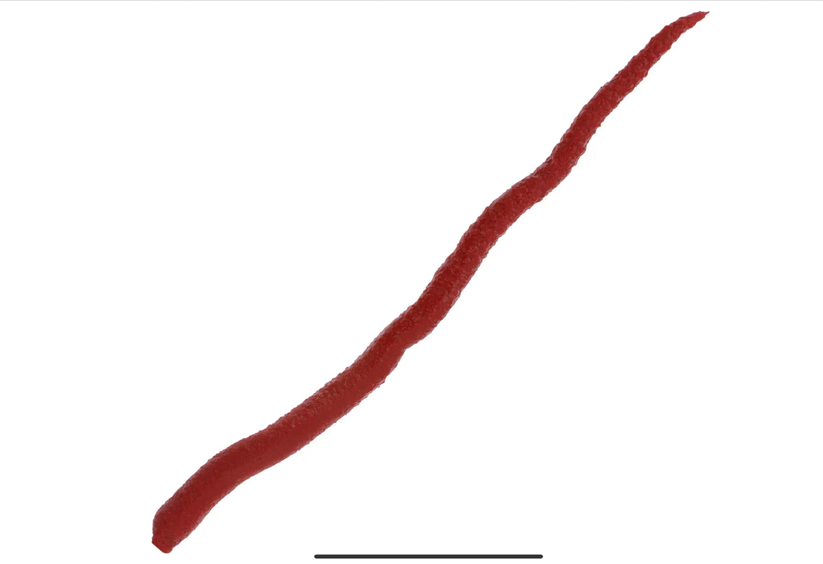Gulp! Bloodworm